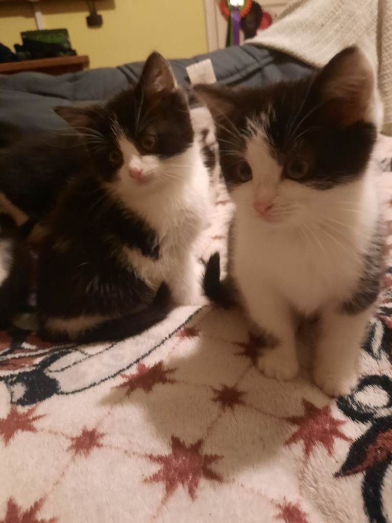 SuPeR fLuFfY kItTeNs