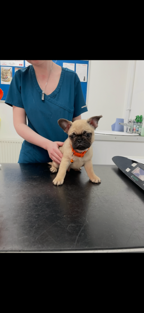 French bull dogs (Frugs) 