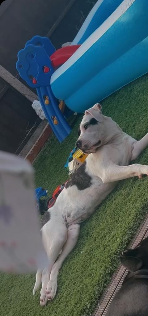 Beautiful female for sale 