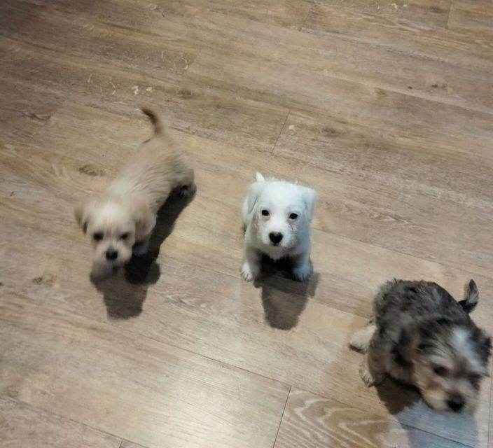 Adorable tiny pups
