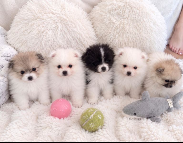 Pomeranian pups