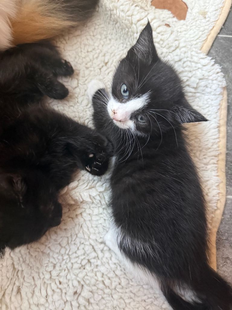 2 black and white kittens for sale 