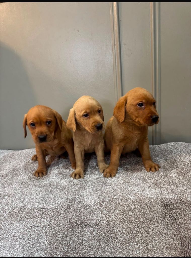 Labrador puppies