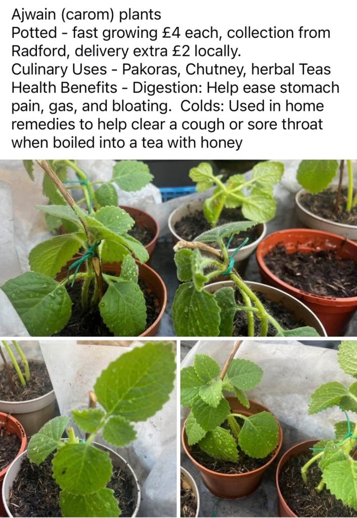 Ajwain/ Carom plants