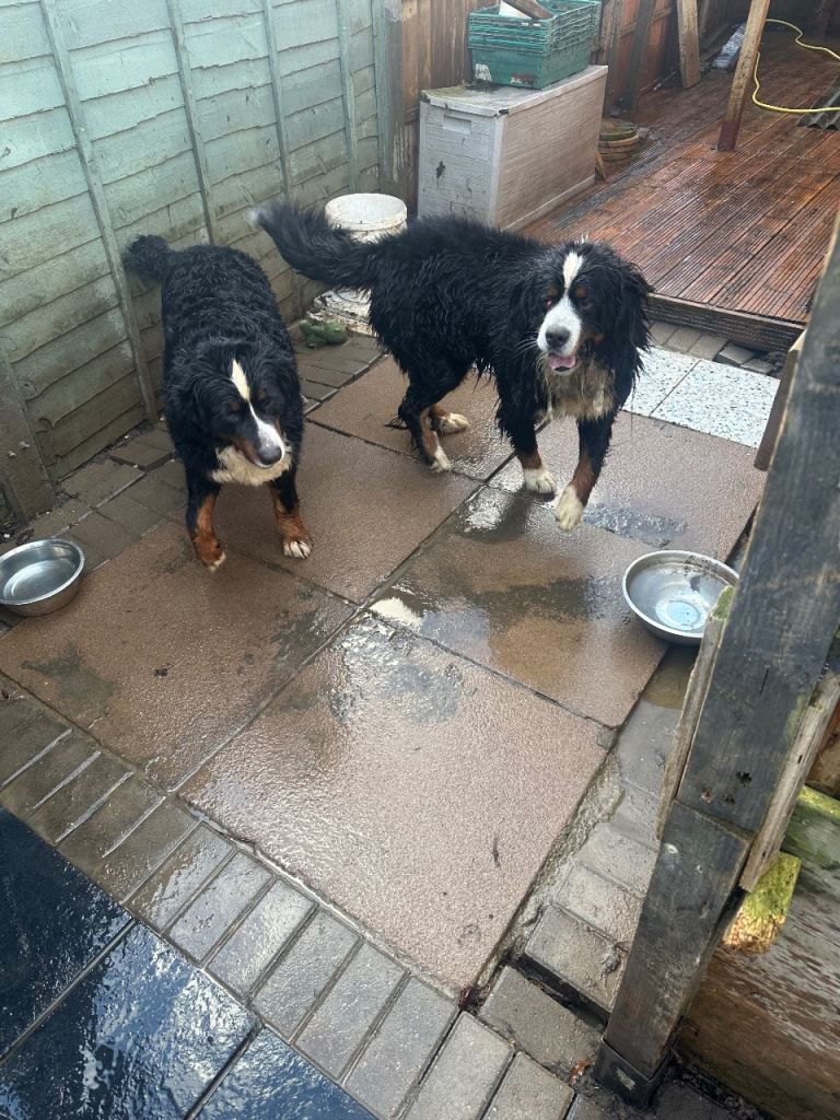 Burmese mountain dogs for sale