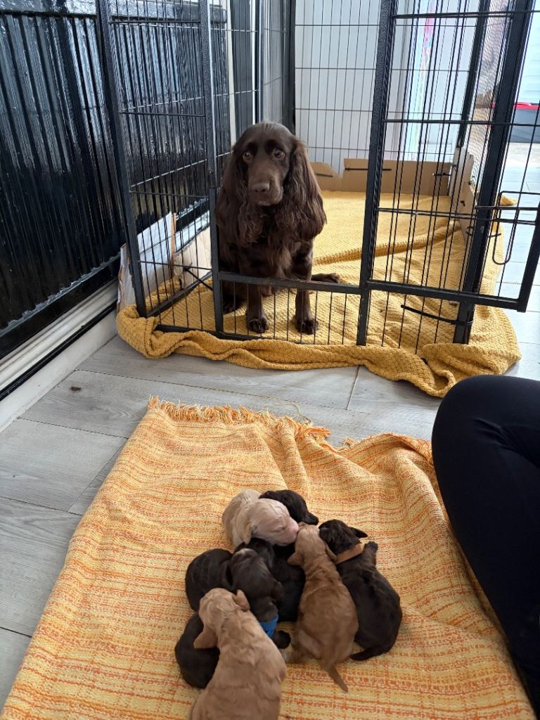 Toy cockerpoo beauties 