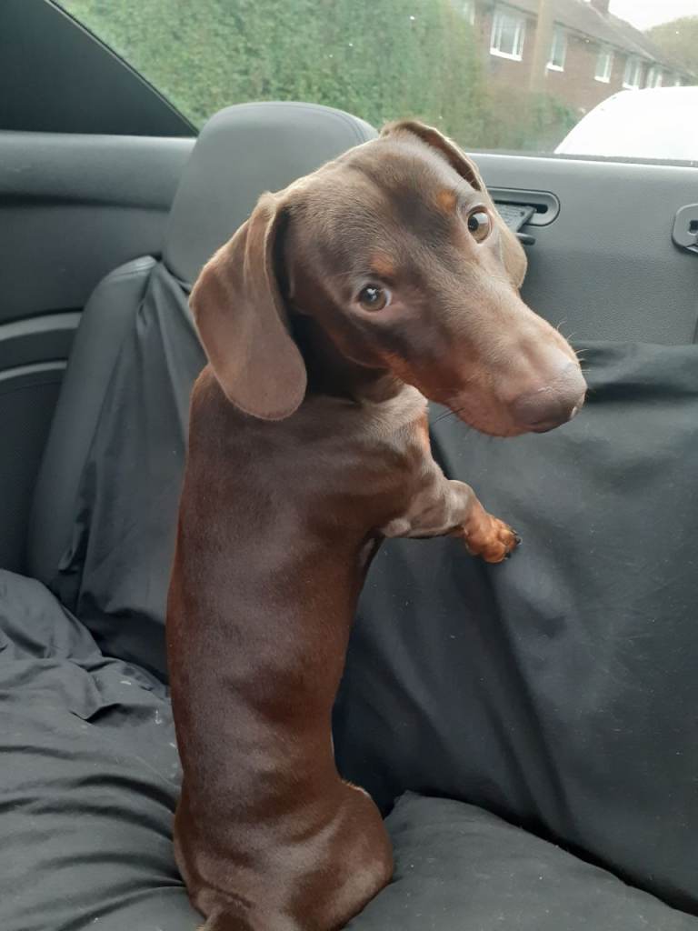 Daschund for sale