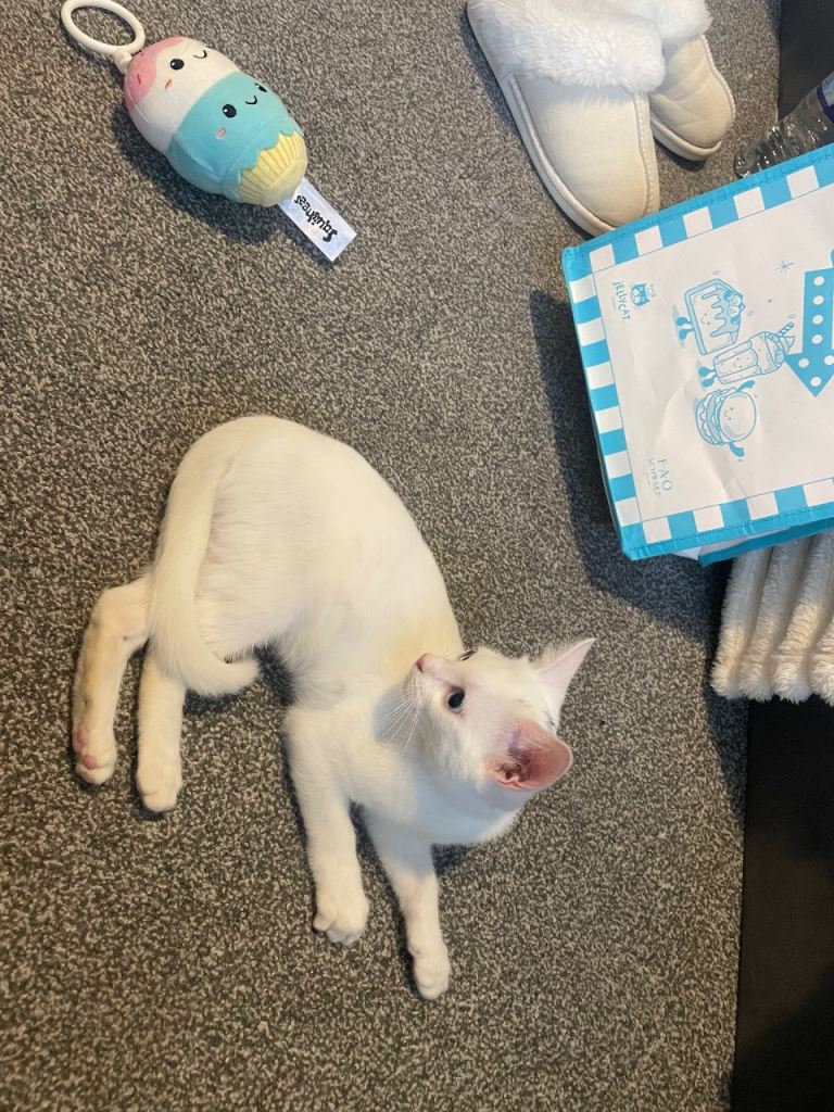 Beautiful White Cat Looking for a New Home