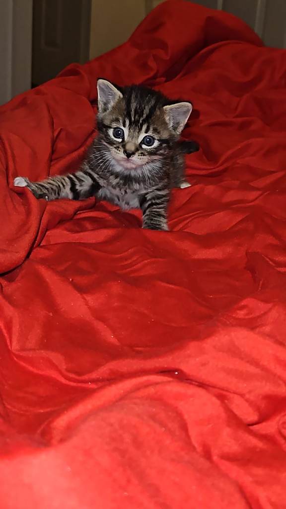 Tabbyxbengalxmaincoon kittens for sale  