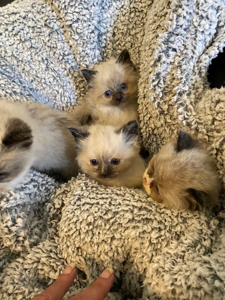Ragdoll kittens