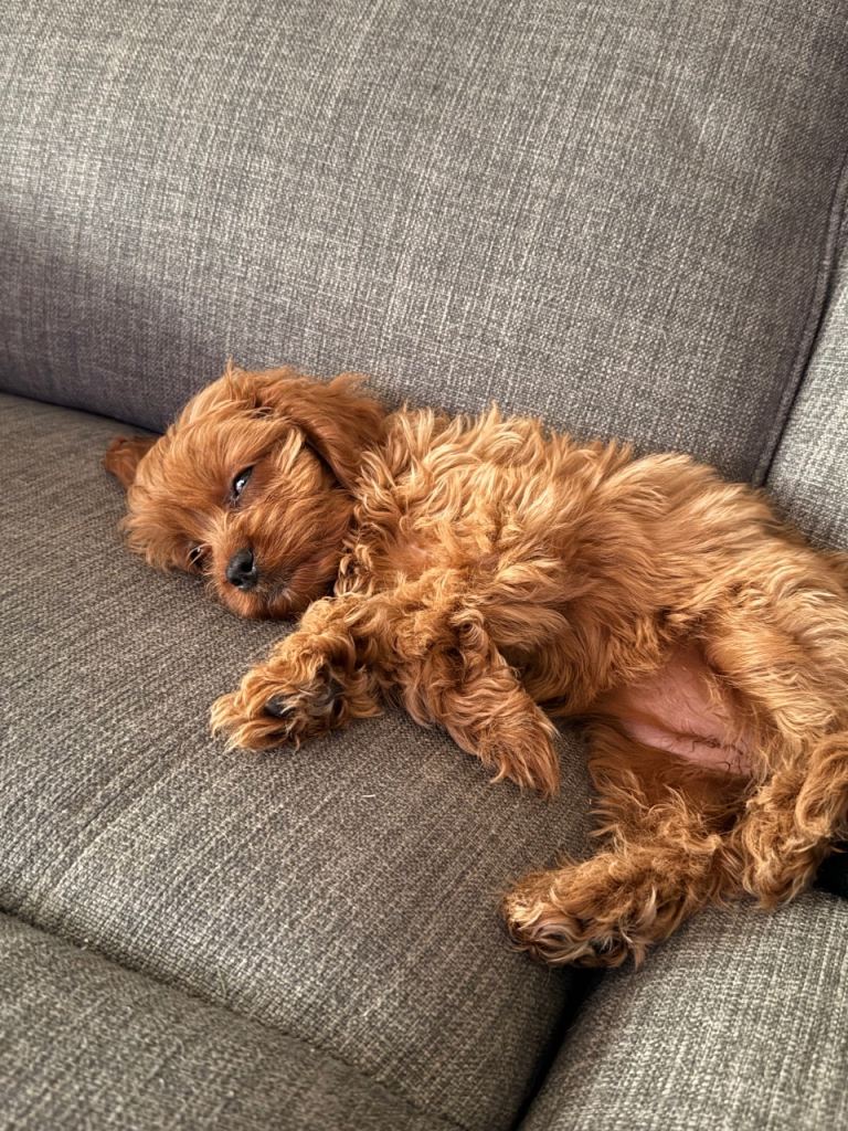 Cavapoo Puppy | in Randalstown, County Antrim | Gumtree