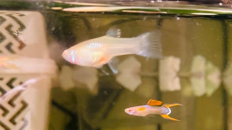 Calico Red-Eye-Endler-guppy
