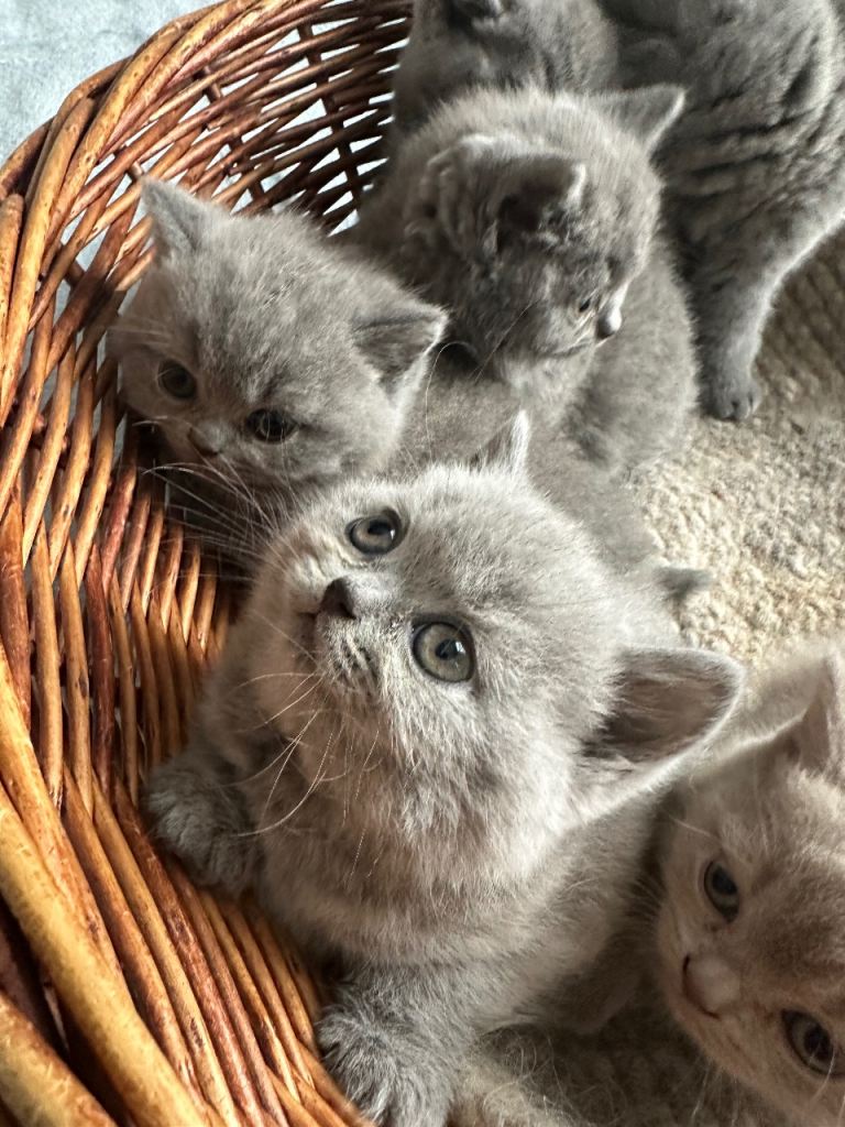 Pure Pedigree GCCF-registered kittens 