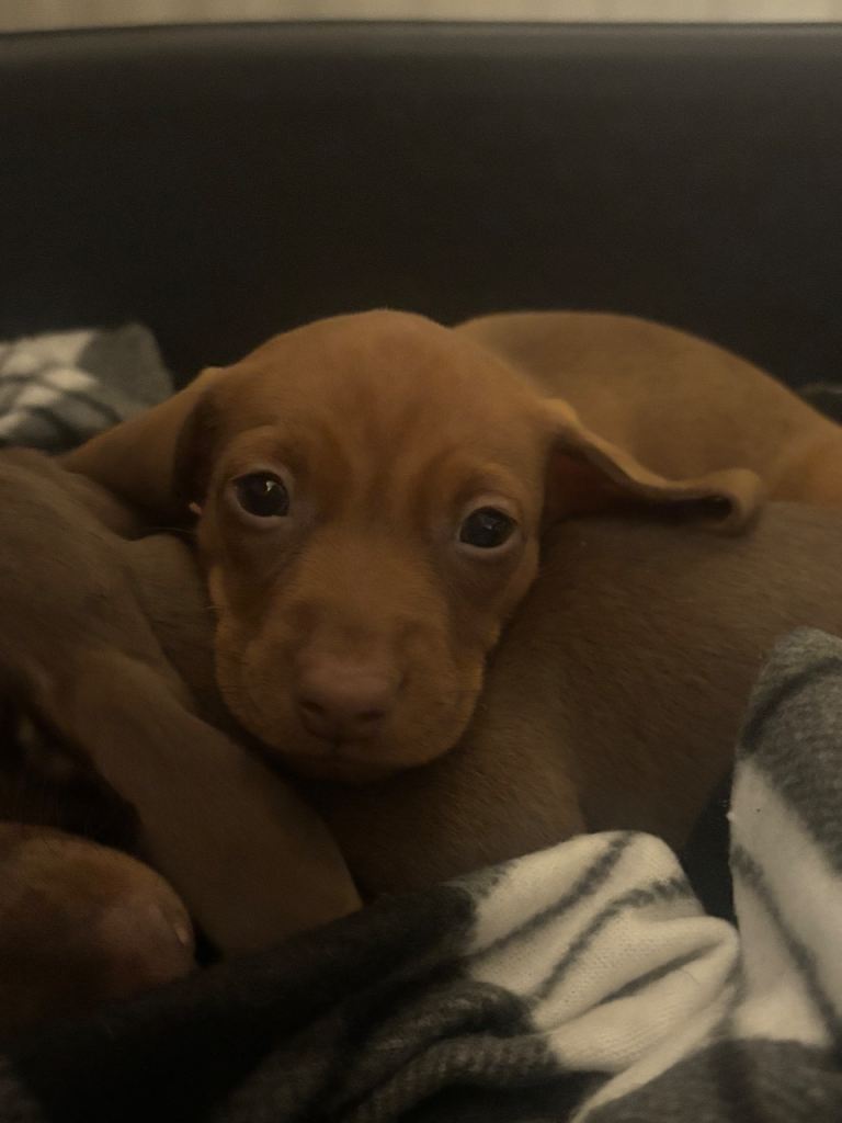 Miniature dachshunds