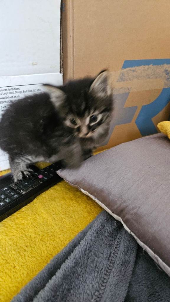 Kittens 