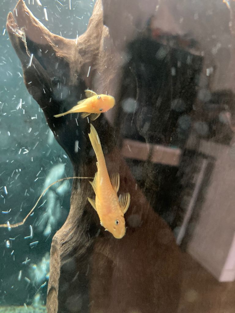Blue-eyed lemon Bristlenose pleco juveniles for sale 