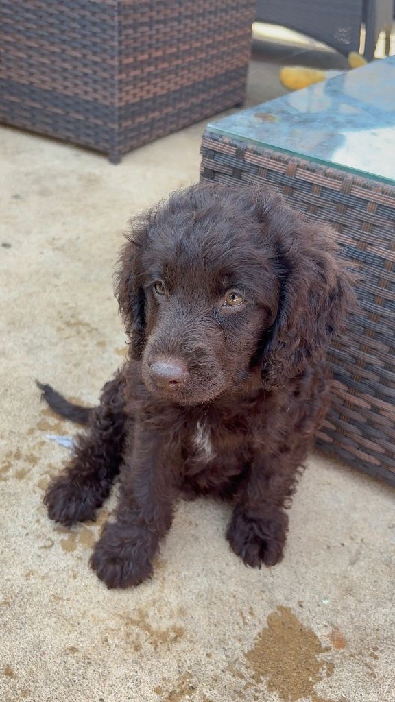 Full vaccinations Ready to Go Cockapoo 
