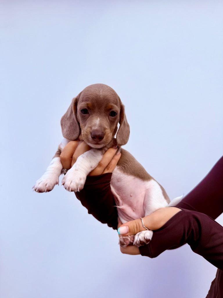 Health Tested Miniature Dachshund Puppies 