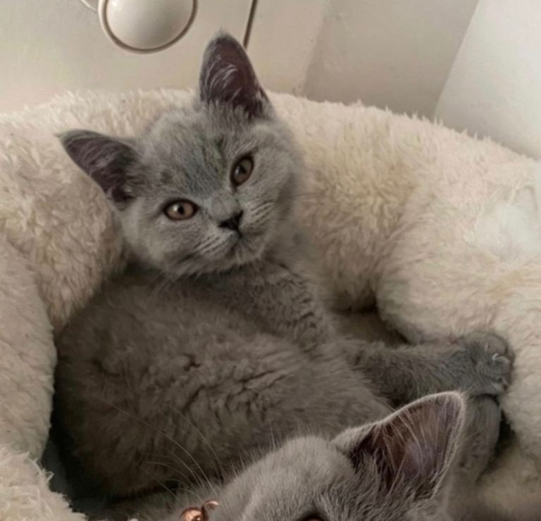 British shorthair girl kitten 