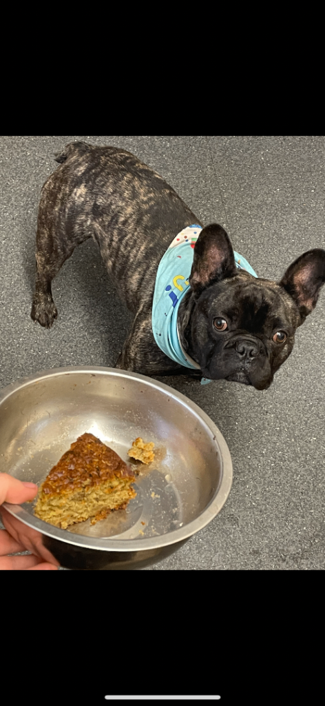 4 year old male French bulldog 