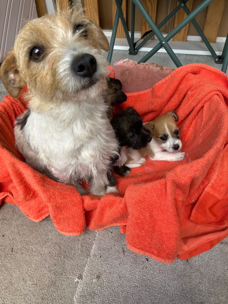 for sale jack russle puppies