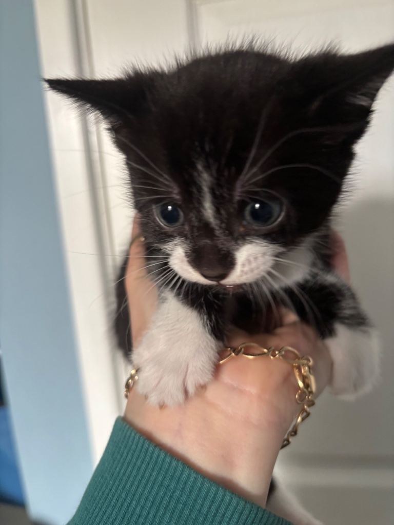 Kittens 