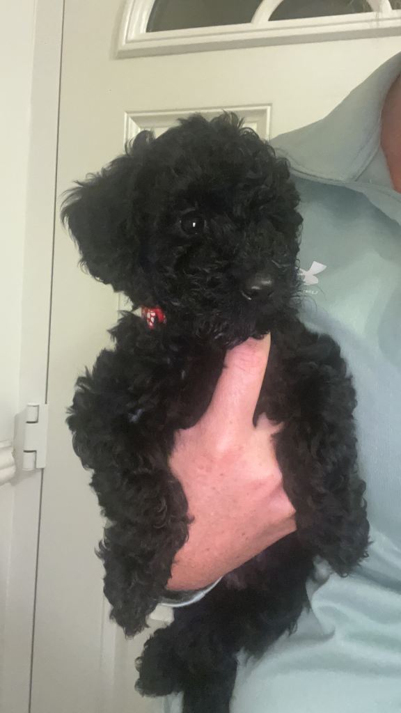 READY TO LEAVE!!!🐶🐶TOY POODLES FOR SALE🐶🐶🐶1 LEFT