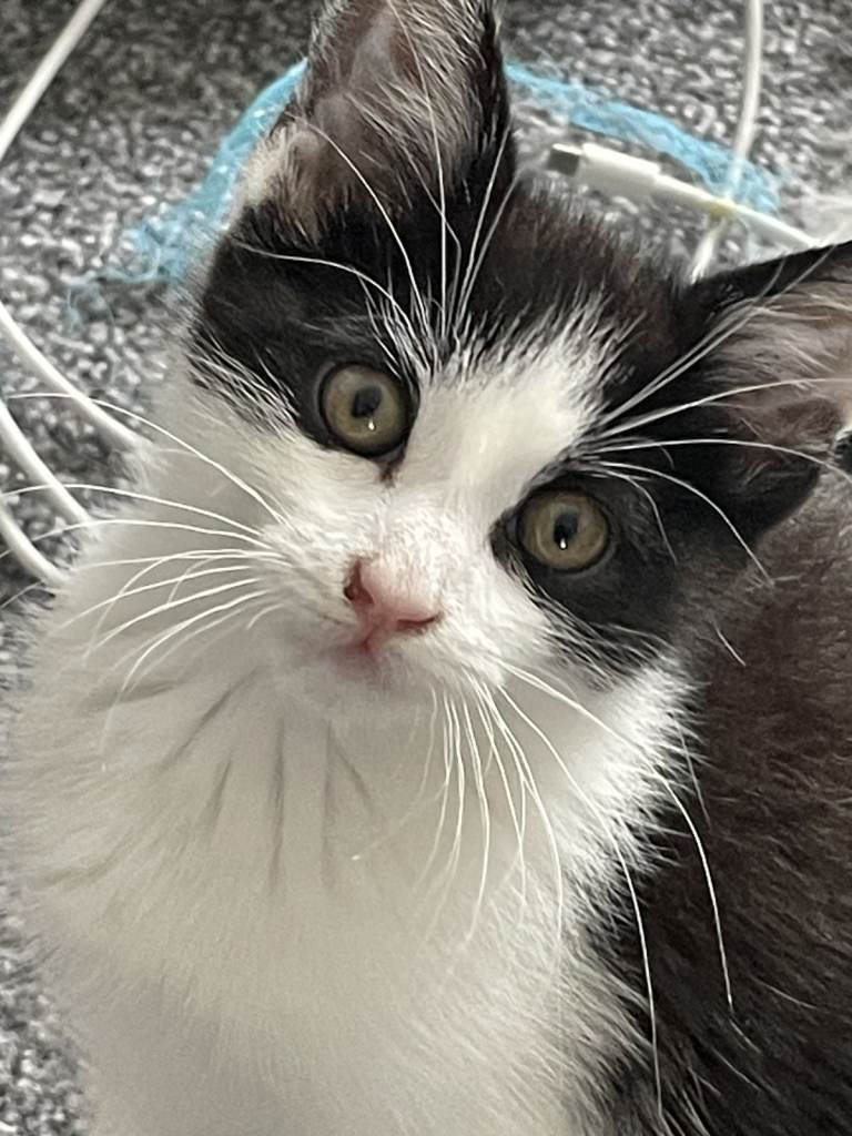 Male Domestic Cat Looking for a Loving Forever Home 