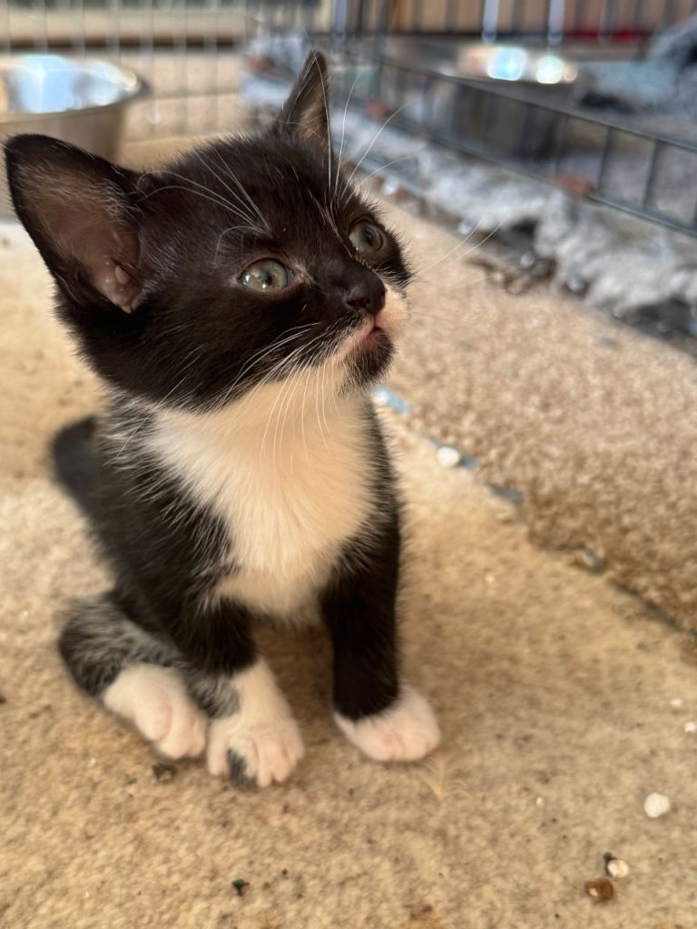 2 female kittens. 