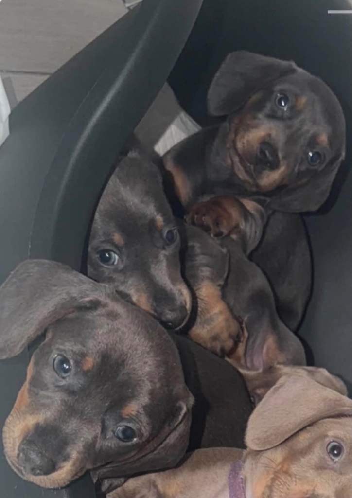 Miniature dachshunds