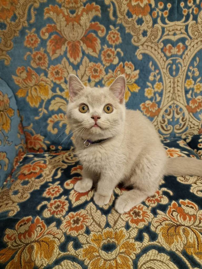 Ready to leave British Shorthair Kittens 