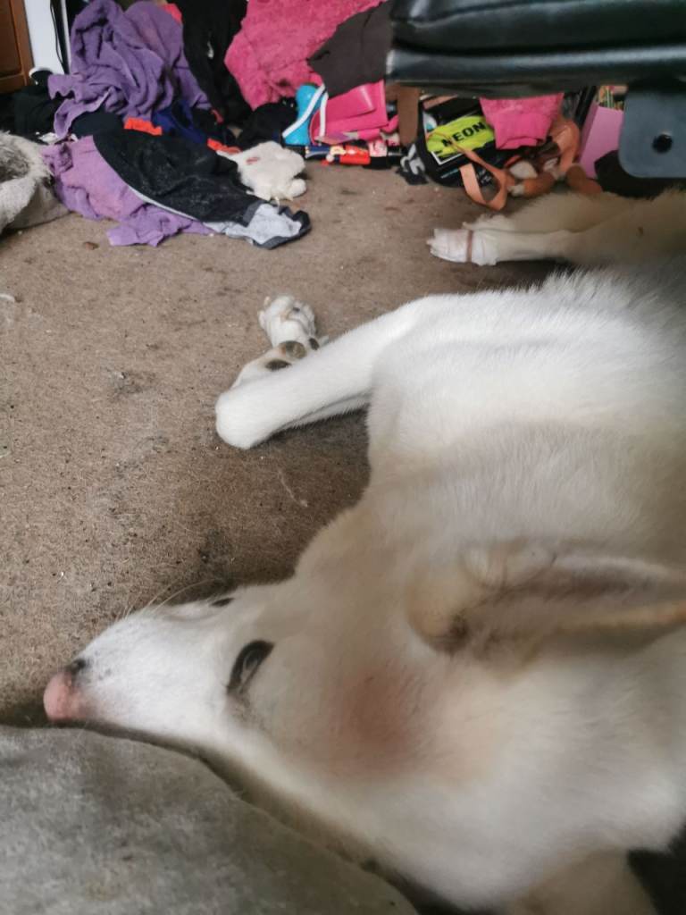 Siberian husky for sale 