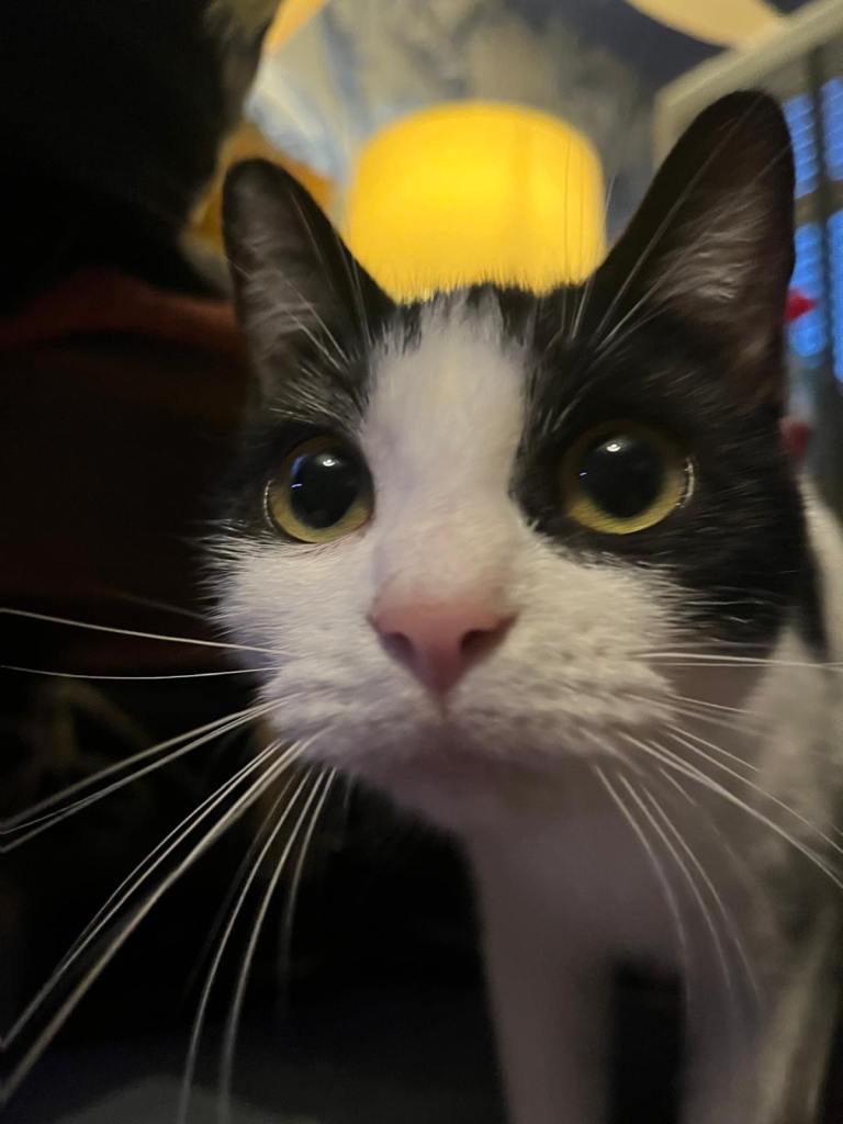 Gorgeous kittens looking for new home 