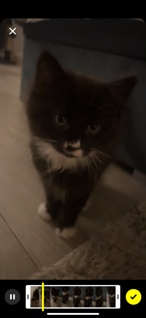 Male kitten domestic longhair