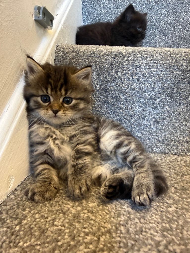 5 LEFT 🐱Ragdoll x Maincoon kittens🐱