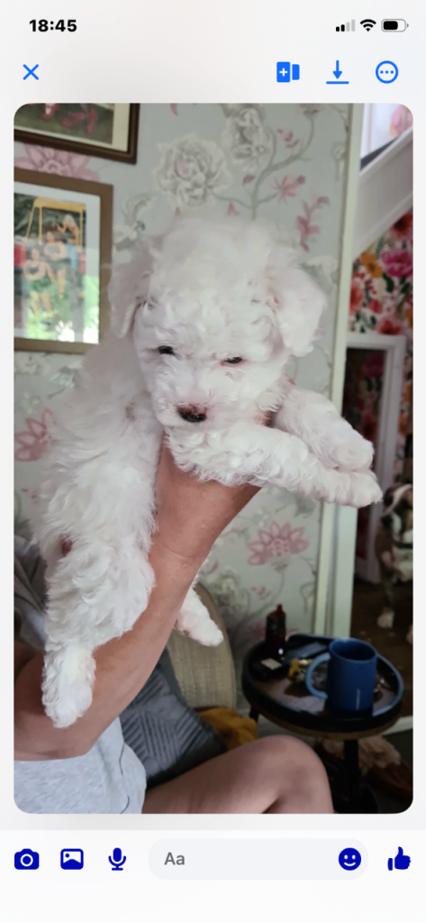 Maltipoo puppies 