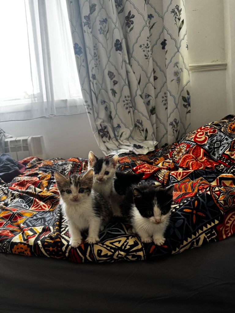 5 Adorable Kittens – Litter Trained & Flea Treated 