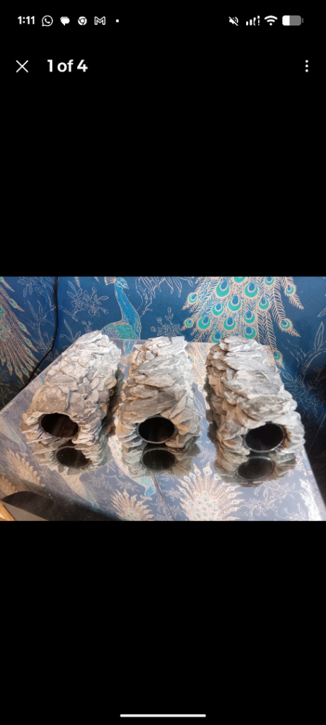 Caves/hides fish reptiles 