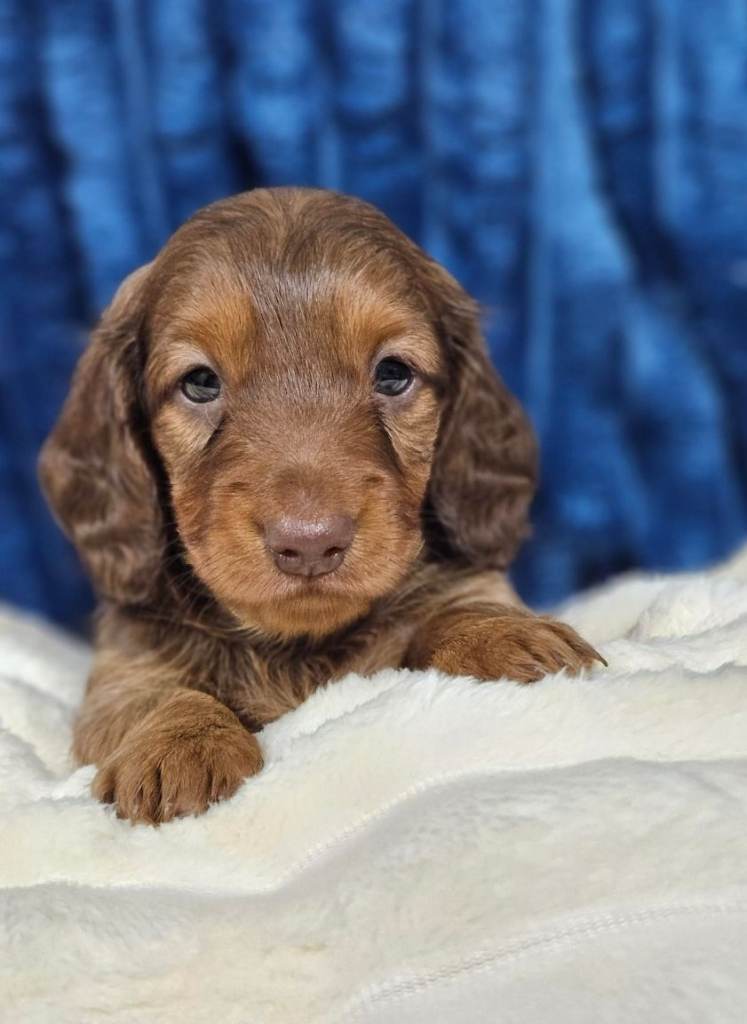 Miniature Dachshund Puppies