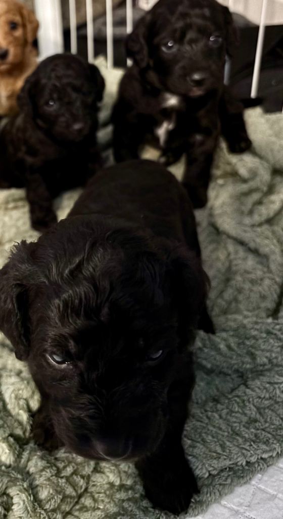 Full breed cockapoo puppies 