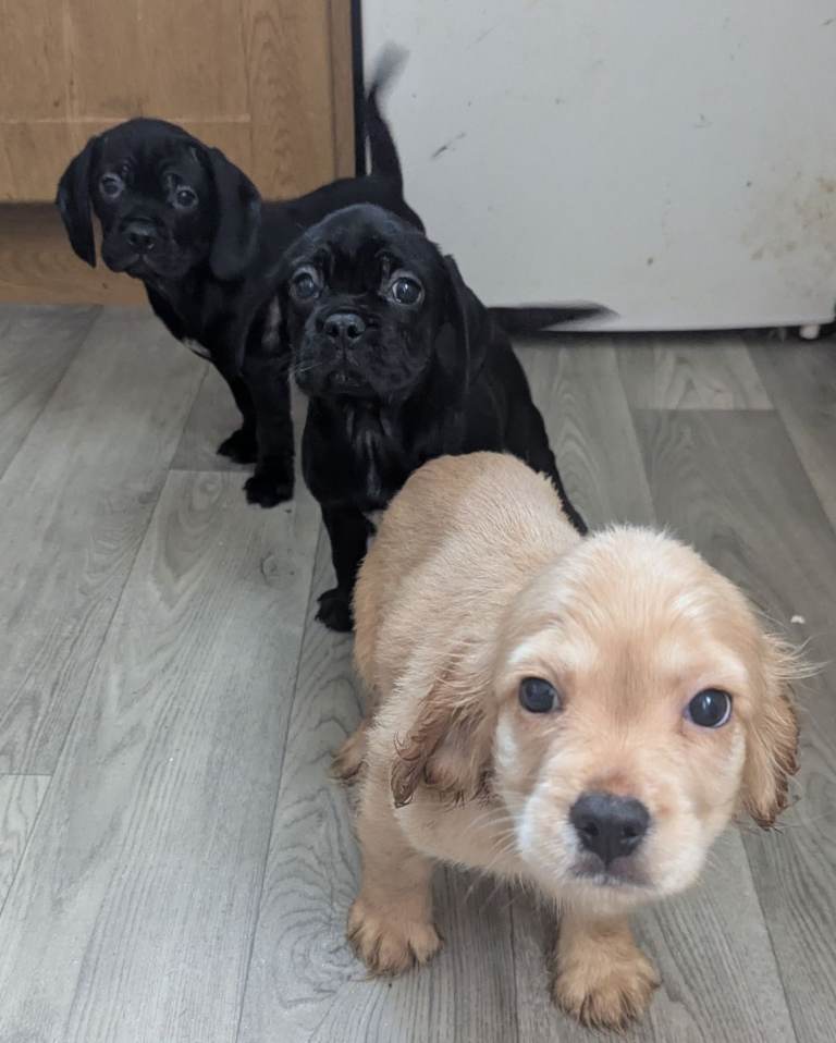 Cockapug puppies 