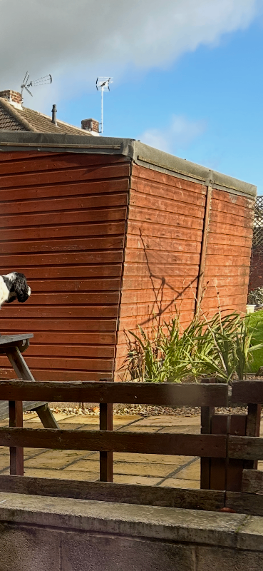Garden shed  -  FREE