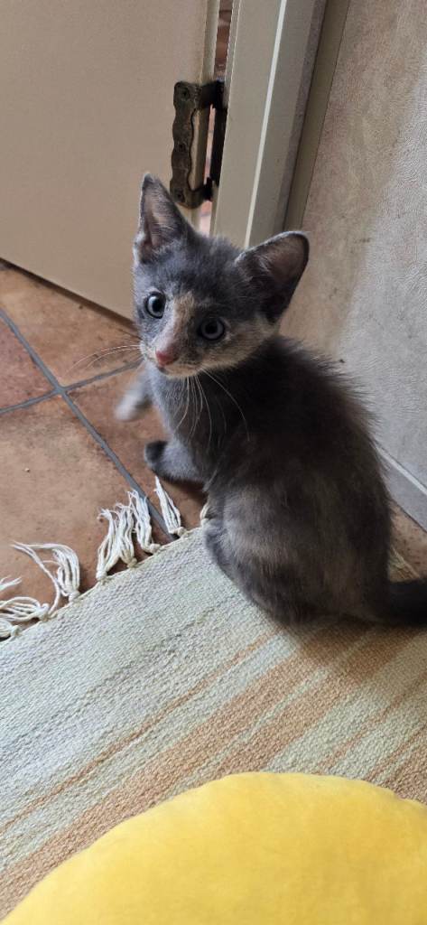 Kitten