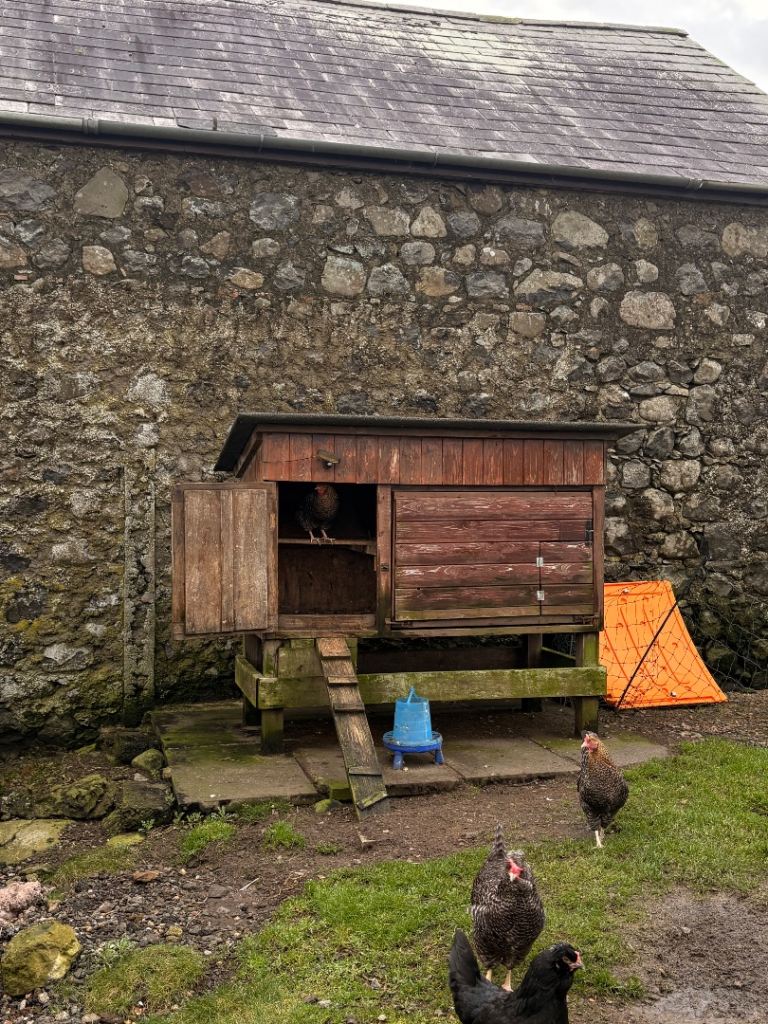 Large Chicken Hen Coop House