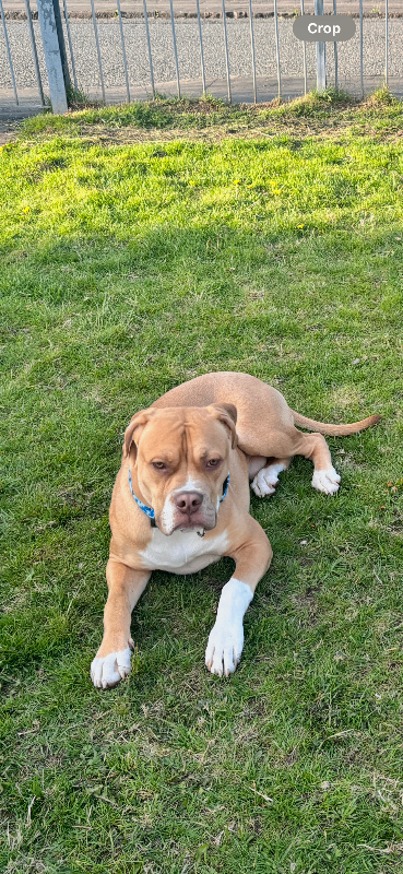 american bulldog 