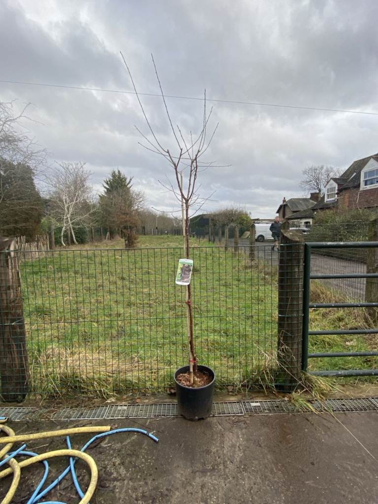 PRICE REDUCED. Rare and Stunning and Magnificent Black Birch Serrula Prunus Tree.