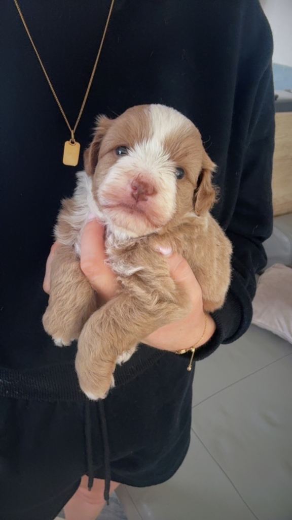 Cockapoo puppies