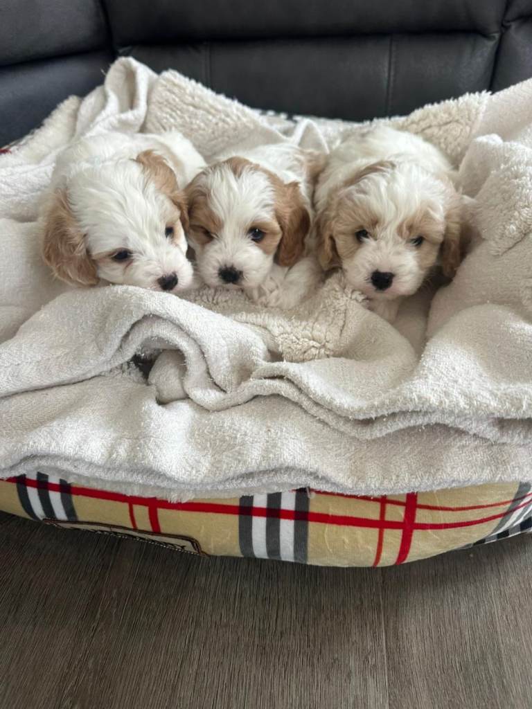 Cavapoo puppies 
