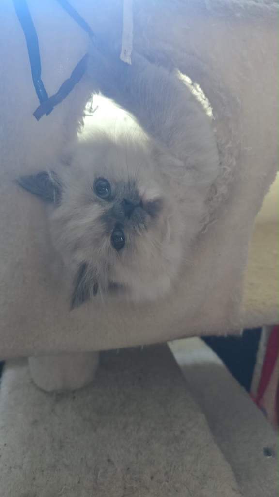 Ragdoll x Persian kitten in Glasgow 