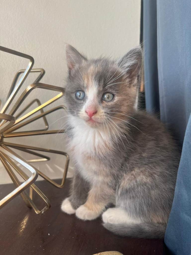 Gorgeous kittens 😸 